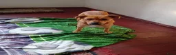 Mixed Breed dogs for adoption: 🐶🐱 BELLA & MINNIE - A BEAUTIFUL FRIENDSHIP  🐾❤️ - Advert 11