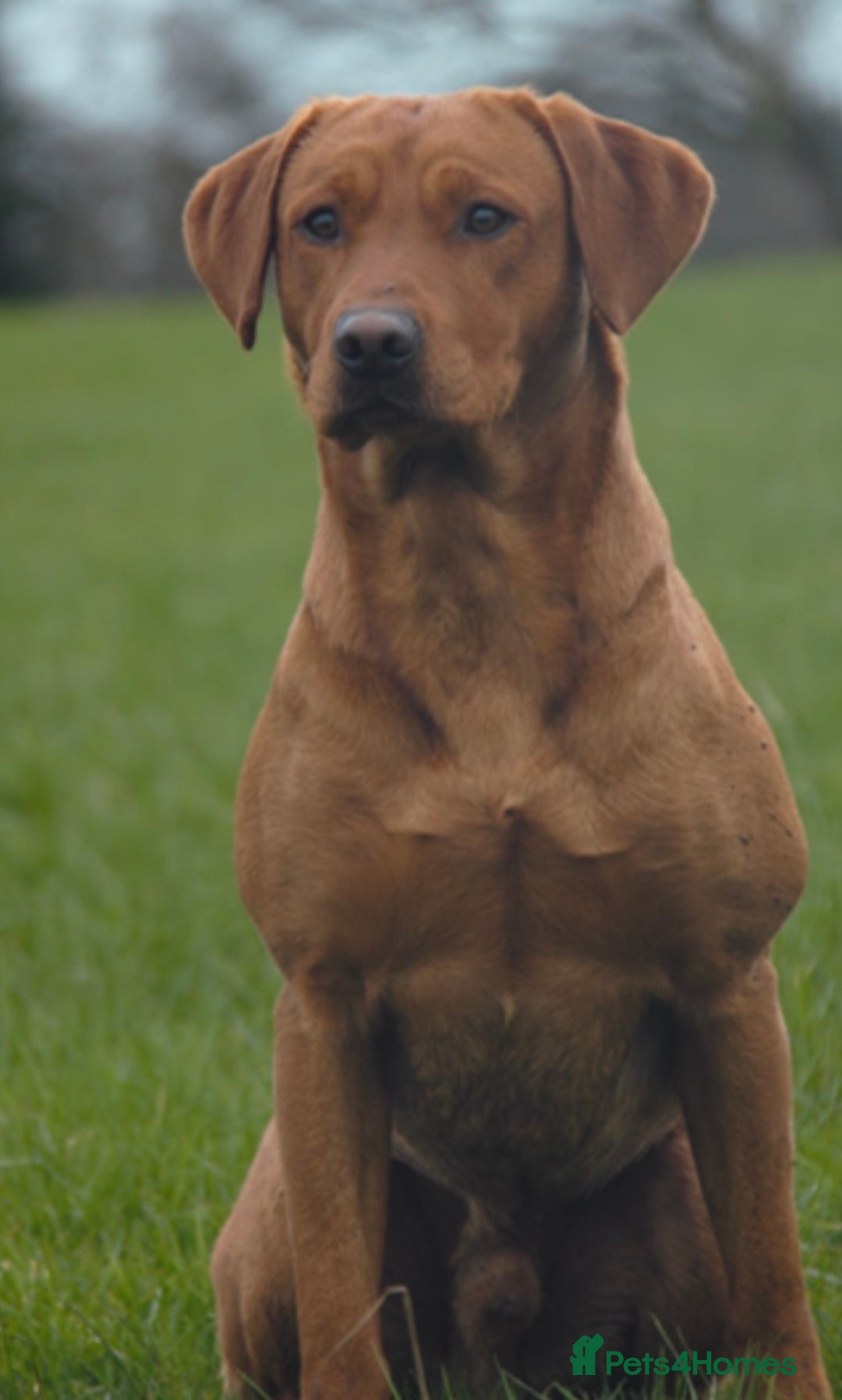 Labrador Retriever dogs for sale: Pedigree KCRegistered Labrador Pups-FoxRed & Black - Advert 15