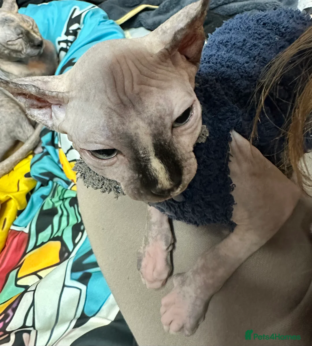 Sphynx cats for sale: LOVING SPHYNX KITTENS READY TO GO🤍 - Advert 28