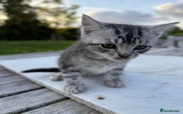 British Shorthair cats for sale: Adorable kittens looking for home  - Image 2