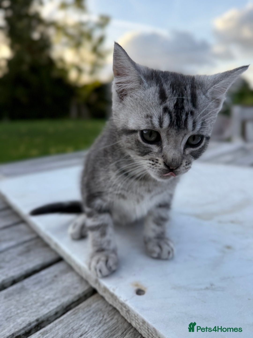 British Shorthair cats for sale: Adorable kittens looking for home  - Image 2