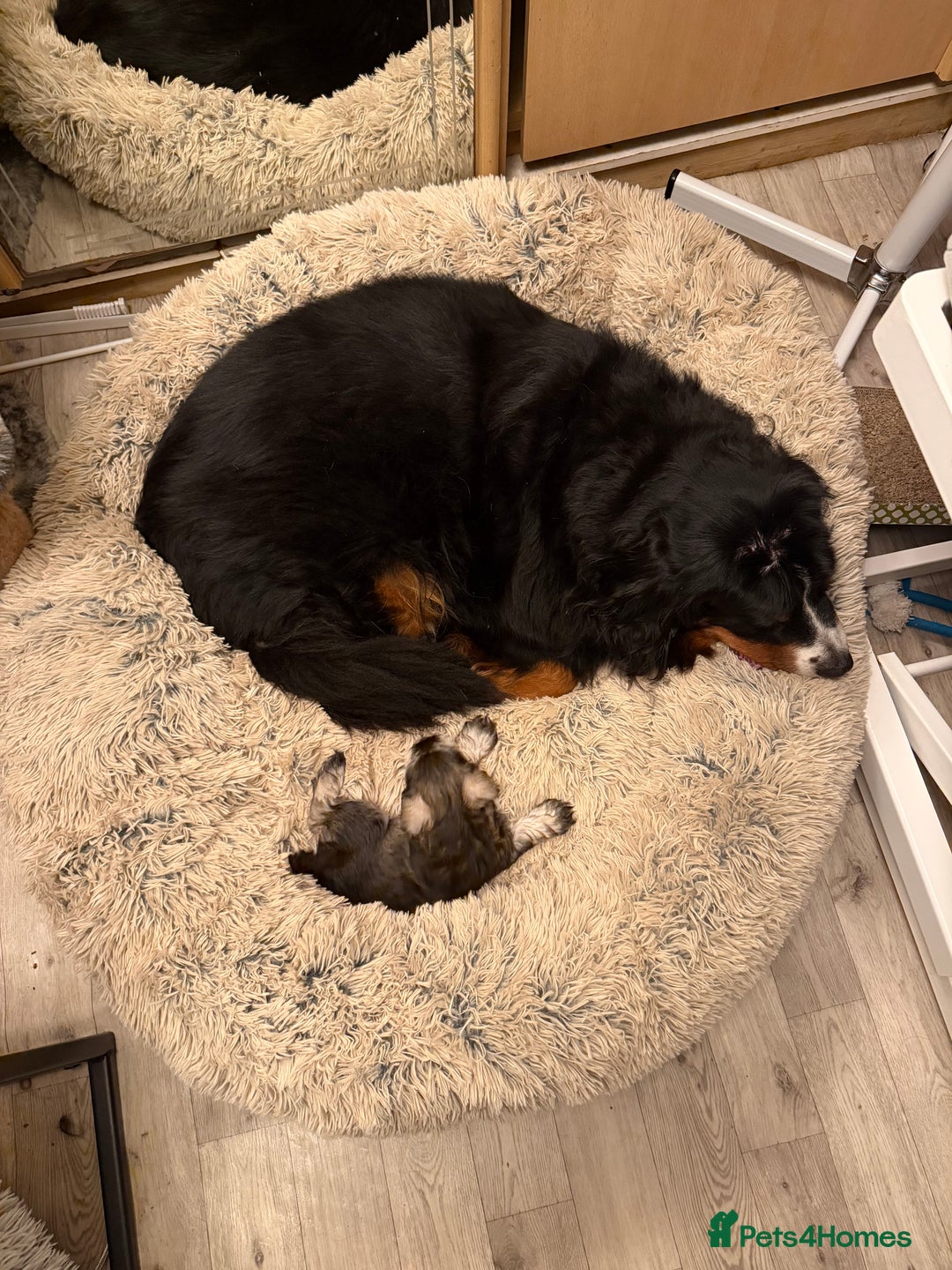 Miniature Schnauzer dogs for sale: One and only Jackie Miniature Shnauzer  - Advert 9