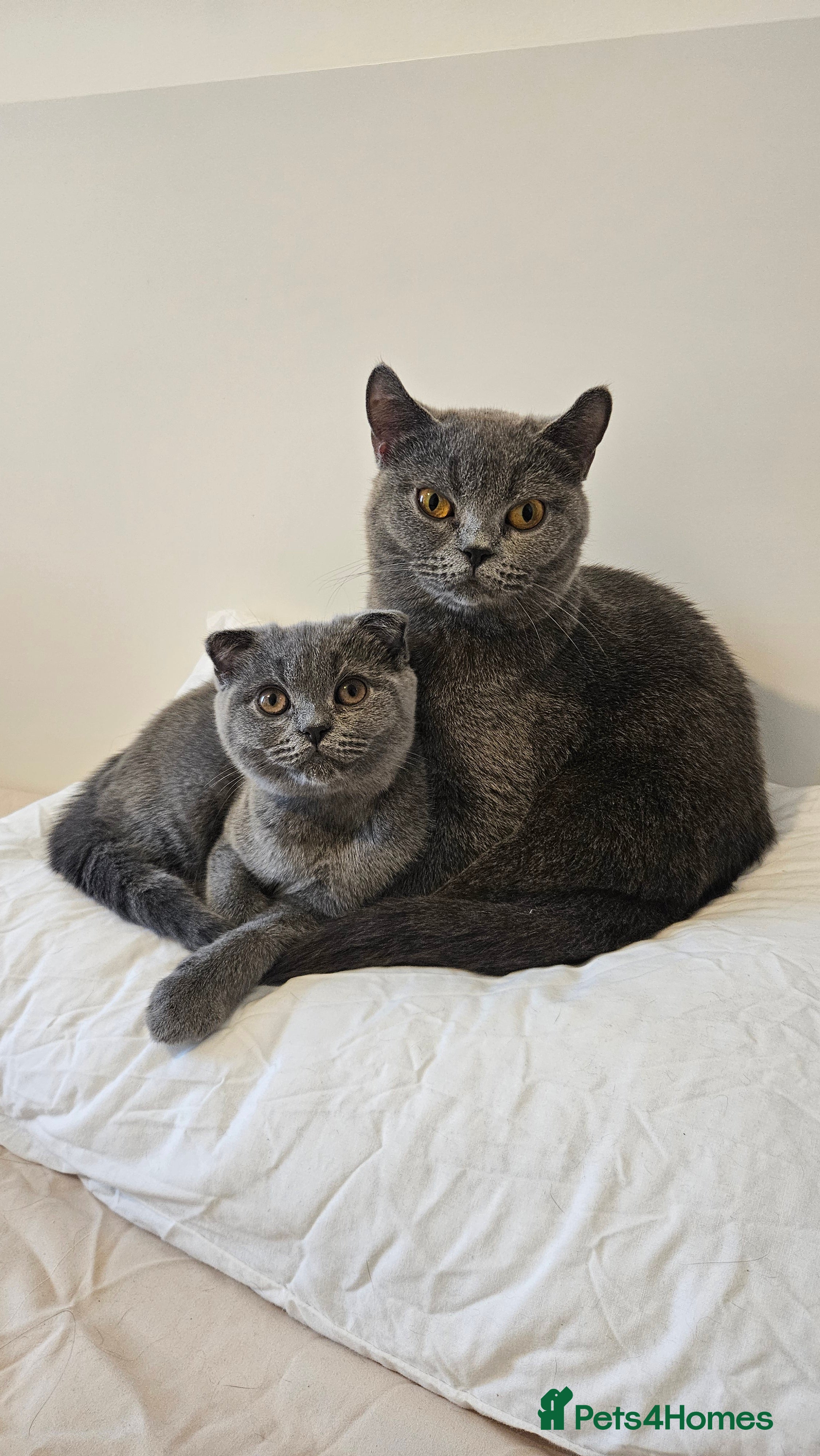 Scottish Fold cats Beautiful Grey Scottish Fold Kittens Ready Now😺 - Advert 2