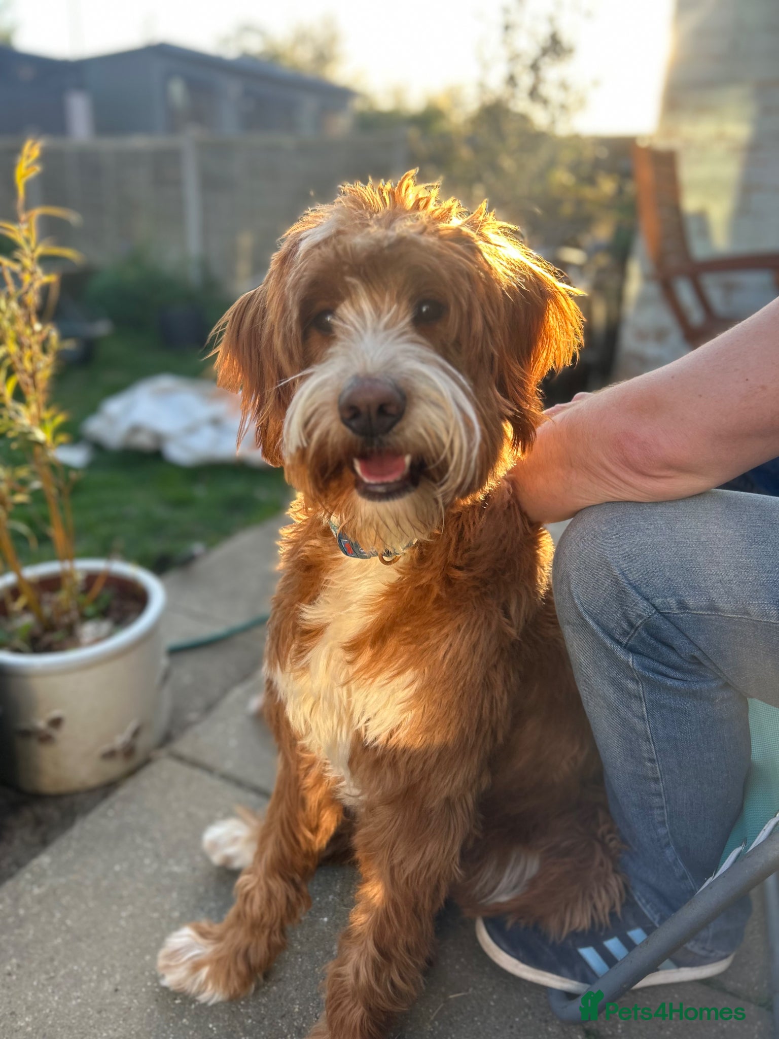 Labradoodle dogs Stunning Fox Red Labradoodle Stud - Advert 1