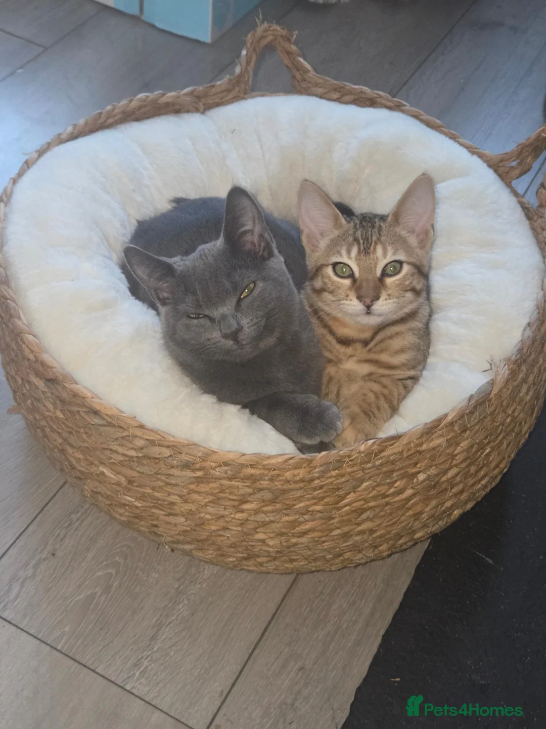 Mixed Breed cats for sale: 2 Beautiful kittens PLUS everything you need - Advert 1
