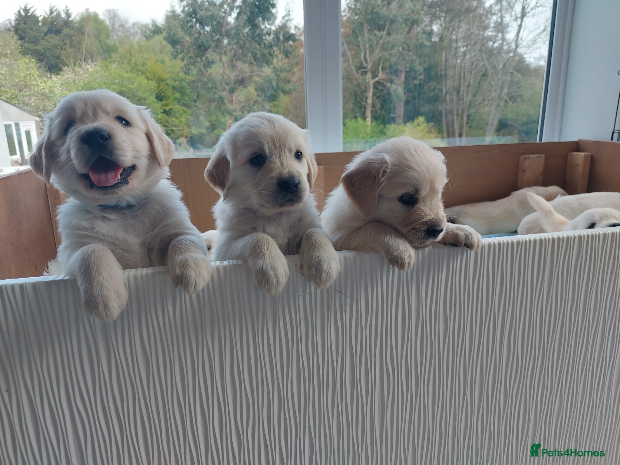 Golden Retriever dogs KC registered Golden Retriever Puppies *9 Males* - Advert 2