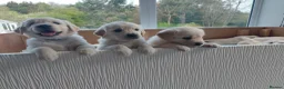 Golden Retriever dogs for sale: KC registered Golden Retriever Pups *5 Males* - Advert 15