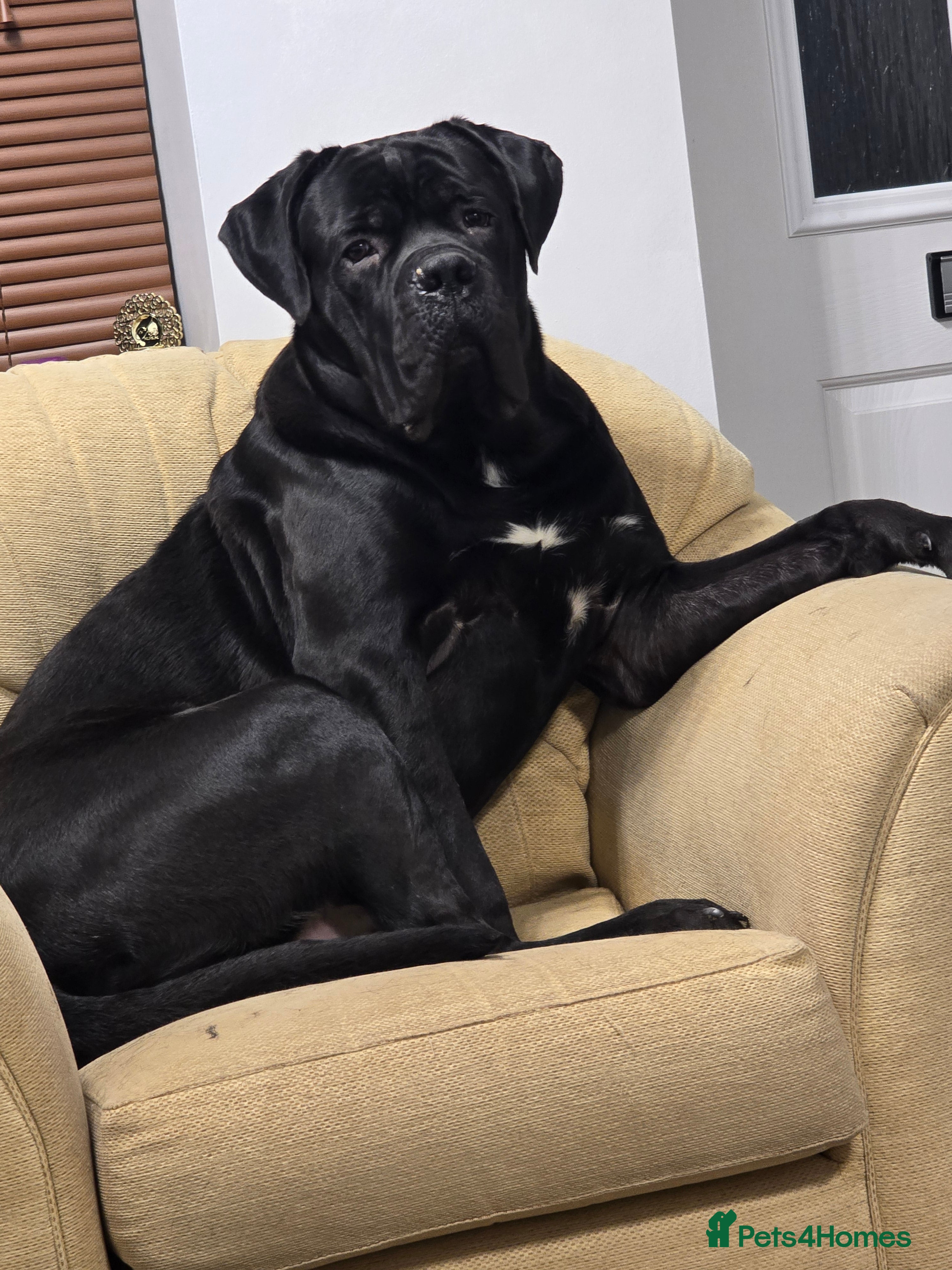 Cane Corso dogs Hi here Leo in Corby - Advert 5