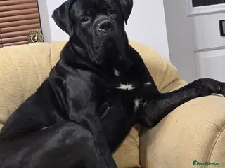 Cane Corso dogs Hi here Leo in Corby - Advert 5