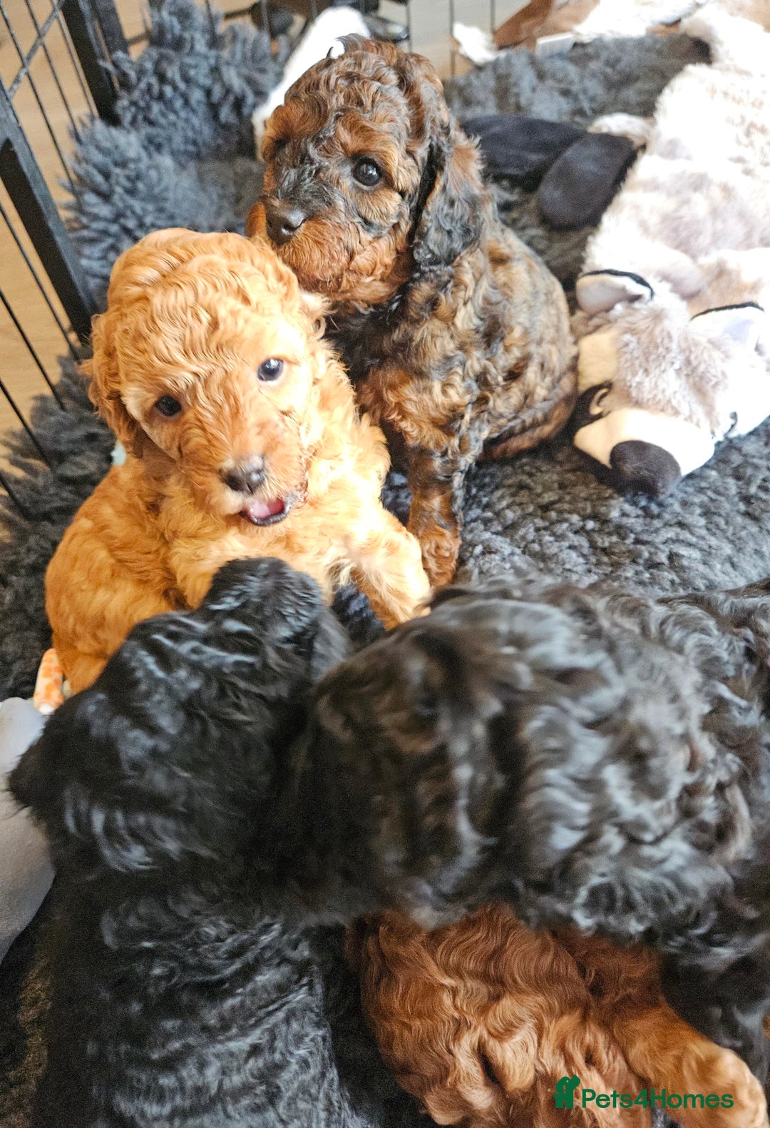Miniature Poodle dogs for sale: Beautiful Health Tested Poodles - Advert 11