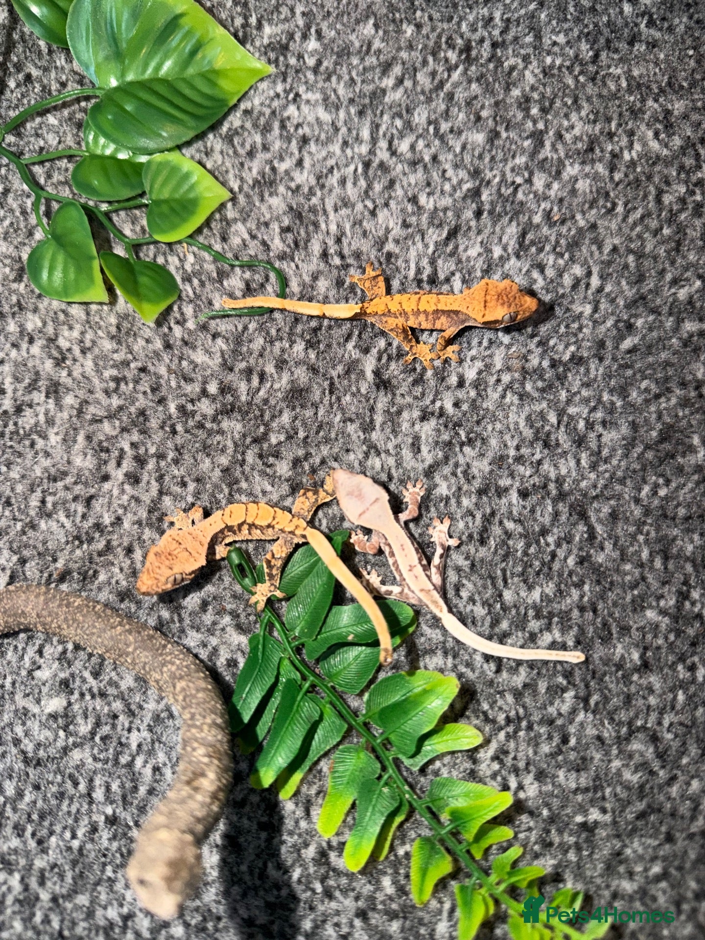 Gecko reptiles Baby crested geckos + full setups REDUCED - Advert 2