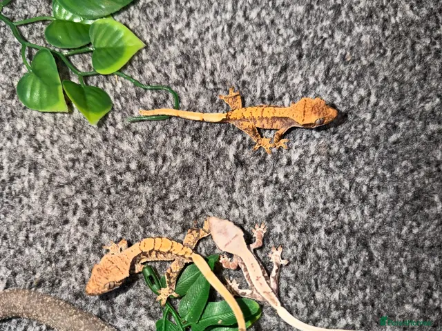 Gecko reptiles for sale: Baby crested geckos + full setups REDUCED - Advert 2