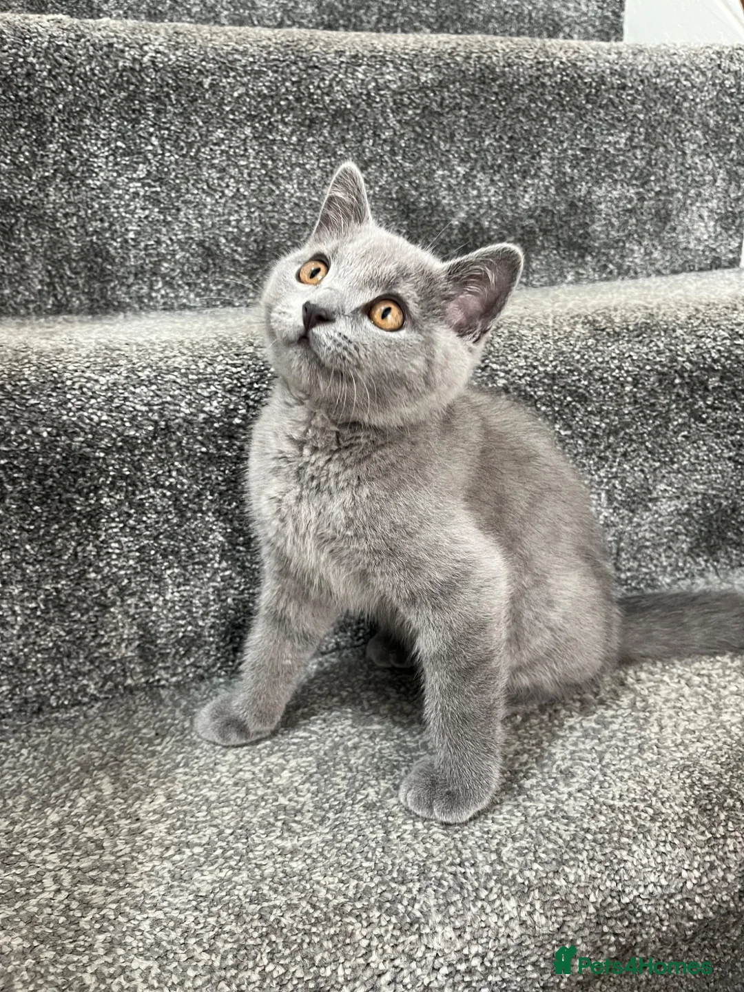 British Shorthair cats for sale: male british short hair - Advert 2