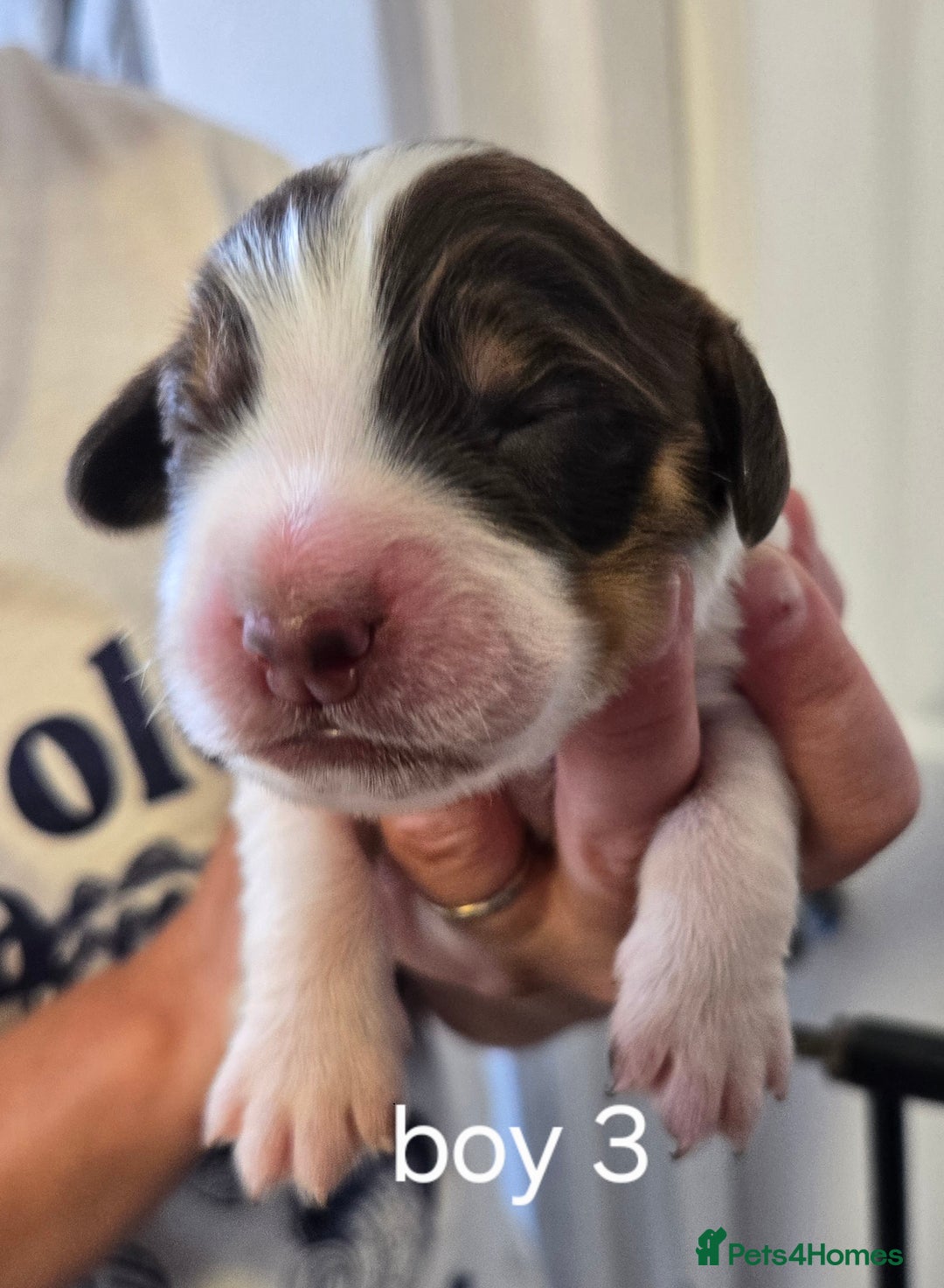 Sprocker dogs for sale: Beautiful sprocker spaniel puppies (5 left) - Image 8