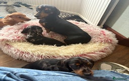 Miniature Dachshund dogs for sale: Miniature dachshund pups - Image 7