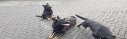 German Shepherd dogs for stud: Czech German Shepherd stud in Newport - Advert 3