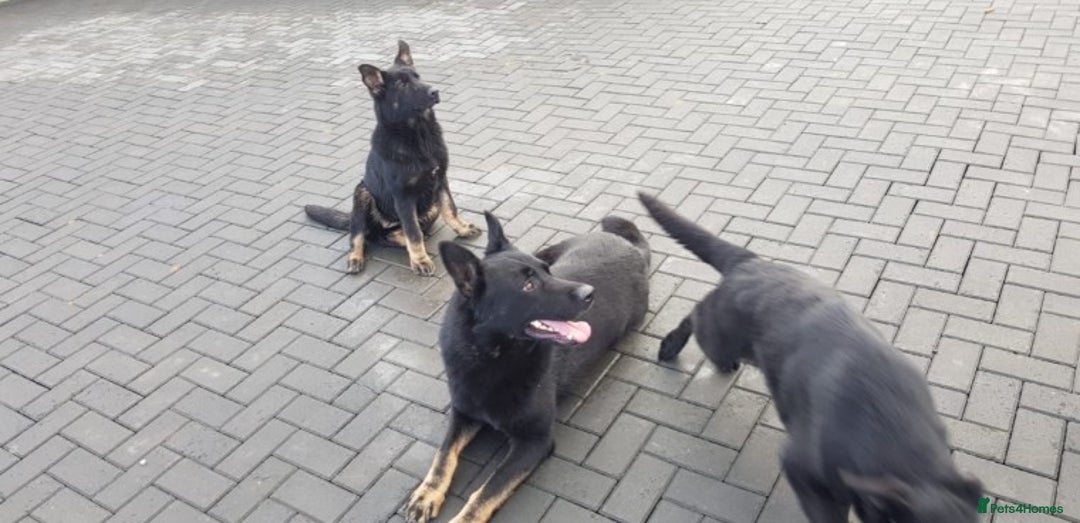 German Shepherd dogs for stud: Czech German Shepherd stud in Newport - Advert 3