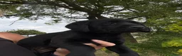 Labrador Retriever dogs for sale: 🖤🧡Fantastic Chucky KC Lab Puppies - Advert 14