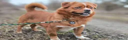 Mixed Breed dogs for adoption: 💙🐶 BONIK – TWO PERSONALITIES IN ONE LITTLE BODY in Burton-on-Trent - Advert 6