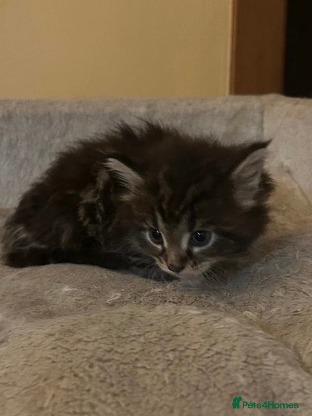 Maine Coon cats for sale: Maine coon kittens  - Image 23