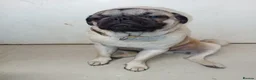 Pug dogs for sale: Pugs  - Advert 11