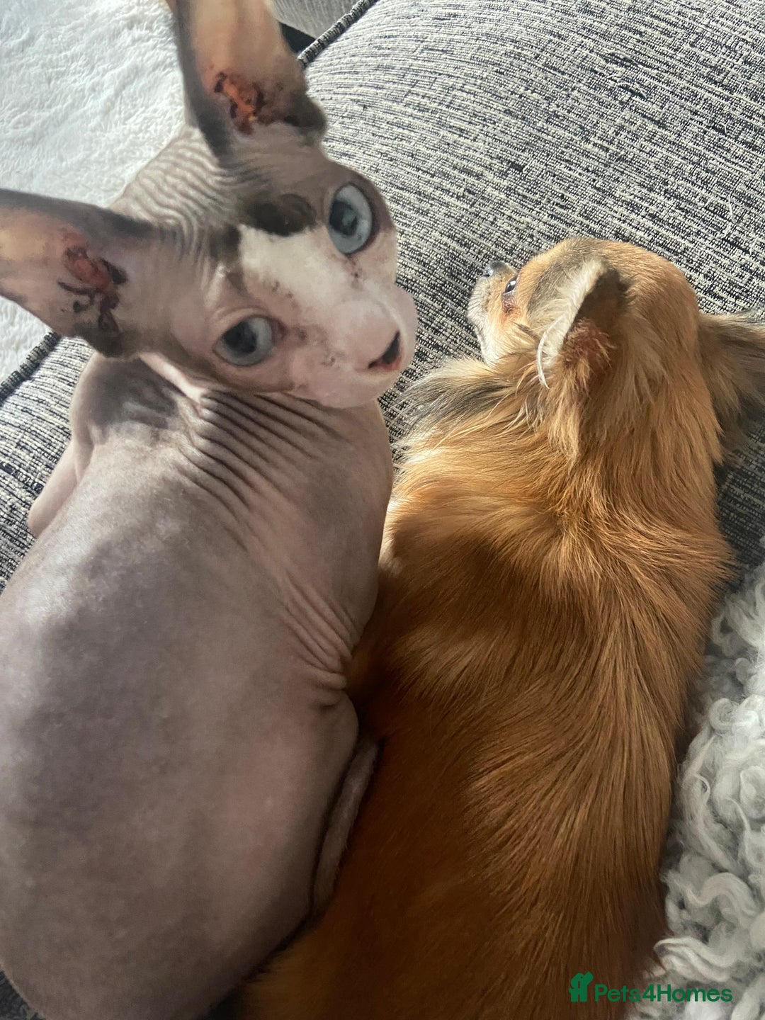 Sphynx cats for sale: Sphynx girl to a caring home - Advert 3