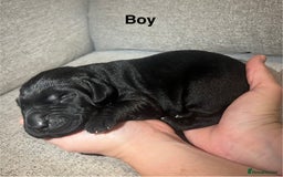 Mixed Breed dogs for sale: 🔥❤️ Beautiful labrador fur baby’s 🔥❤️ - Image 8