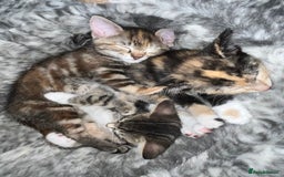 Mixed Breed cats for sale: Adorable kittens ready for loving homes! - Image 8