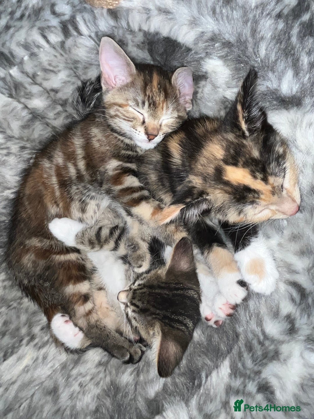 Mixed Breed cats for sale: Adorable kittens ready for loving homes! - Image 8