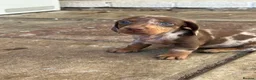 Miniature Dachshund dogs for sale: 6 beautiful miniature dachshund puppies - Advert 26