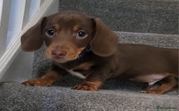 Miniature Dachshund dogs for sale: 🩷2 BABIES LEFT🐶READY TODAY🐶HAD 1ST/2ND JAB🩵 in Chorley - Image 31