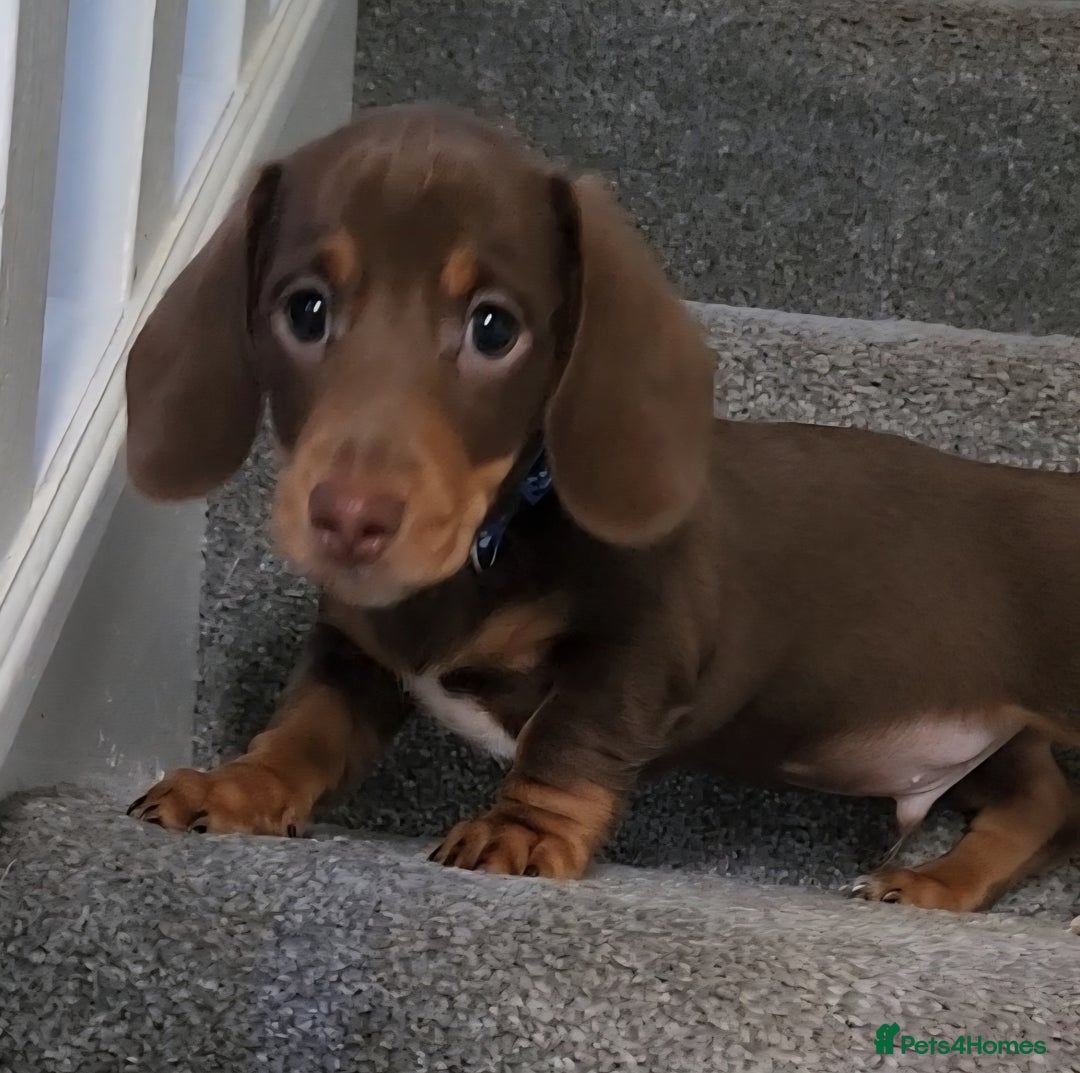 Miniature Dachshund dogs for sale: 🩷2 BABIES LEFT🐶READY TODAY🐶HAD 1ST/2ND JAB🩵 in Chorley - Image 31