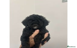 Cockapoo dogs for sale: Beautiful F1B Cockerpoos🐶 - Image 29