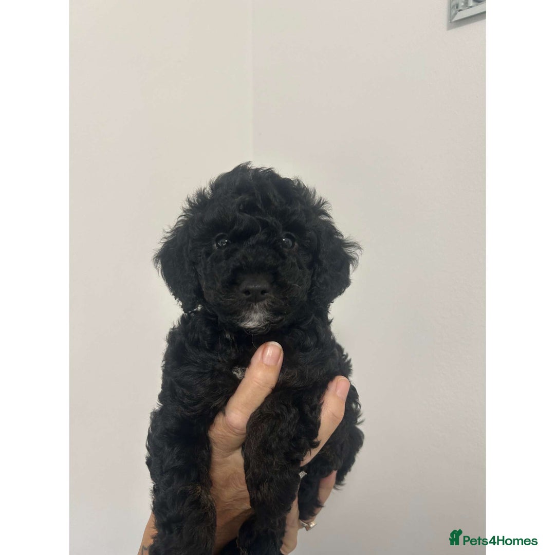 Cockapoo dogs for sale: Beautiful F1B Cockerpoos🐶 - Image 29