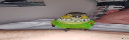 Conures birds for sale: Dna black capped conure tame female - Advert 1
