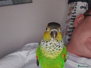 Conures birds Dna black capped conure tame female - Advert 1