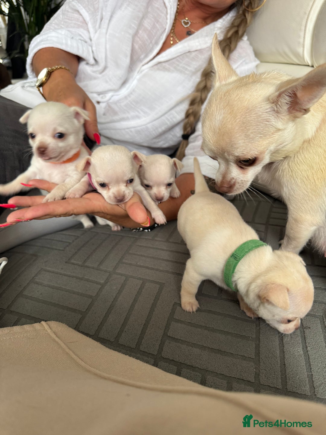 Chihuahua dogs for sale: 🐶 tiny chihuahua pups - Image 14