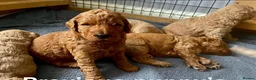 Double Doodle dogs for sale: Health and DNA tested Double Doodles - Advert 16