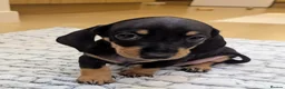 Miniature Dachshund dogs for sale: Beautiful miniature sausage pups - Advert 2