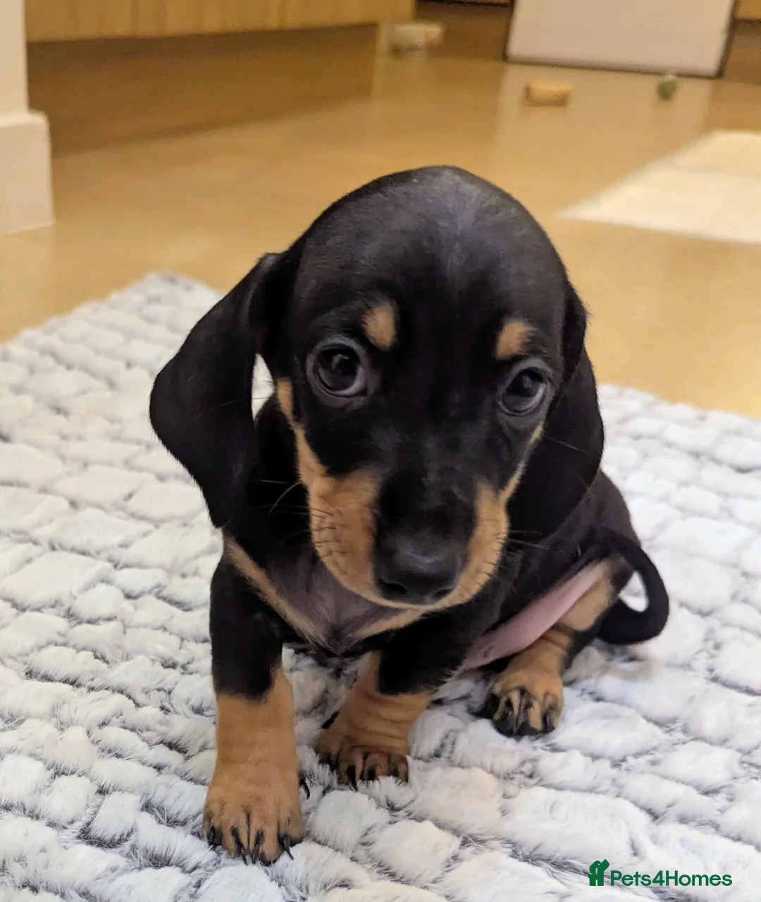 Miniature Dachshund dogs for sale: Beautiful miniature sausage pups - Advert 2