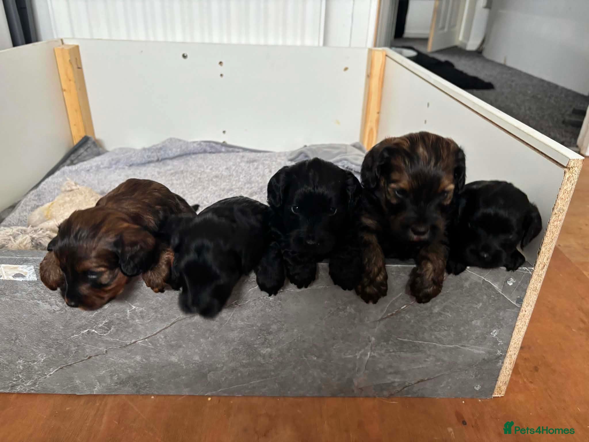 Cockapoo dogs F2 cockapoo puppies - Advert 2
