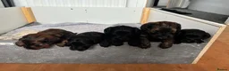Cockapoo dogs for sale: F2 cockapoo puppies - Advert 3