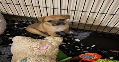 Mixed Breed dogs - Advert 2