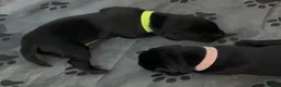 Labrador Retriever dogs for sale: Beautiful KC Black Labrador Puppies  - Advert 13