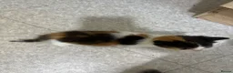 Norwegian Forest Cat cats for sale: Kittens for sale - Advert 4