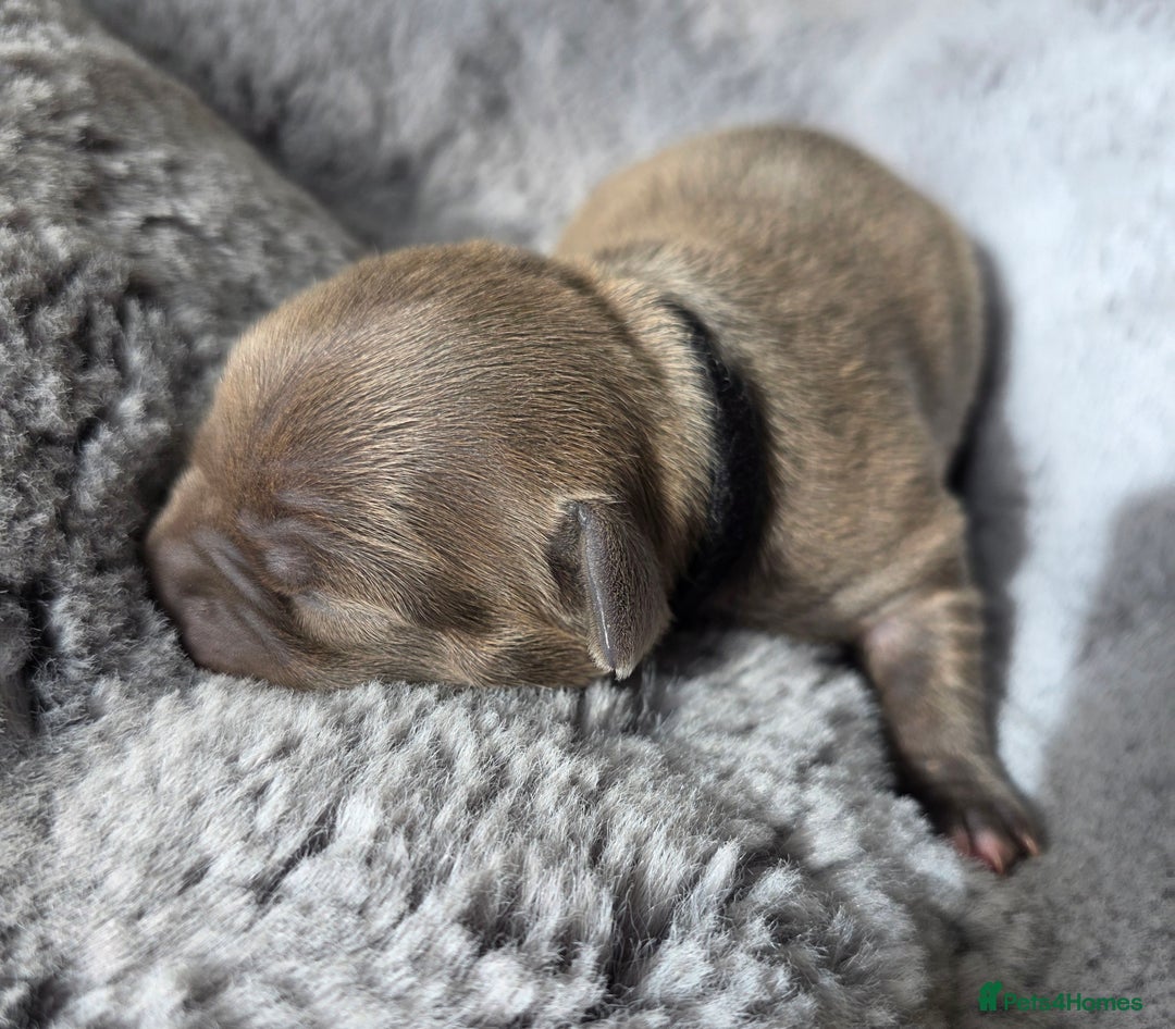 Staffordshire Bull Terrier dogs for sale: Stunning KC Staffs Very Unique colours - Image 21