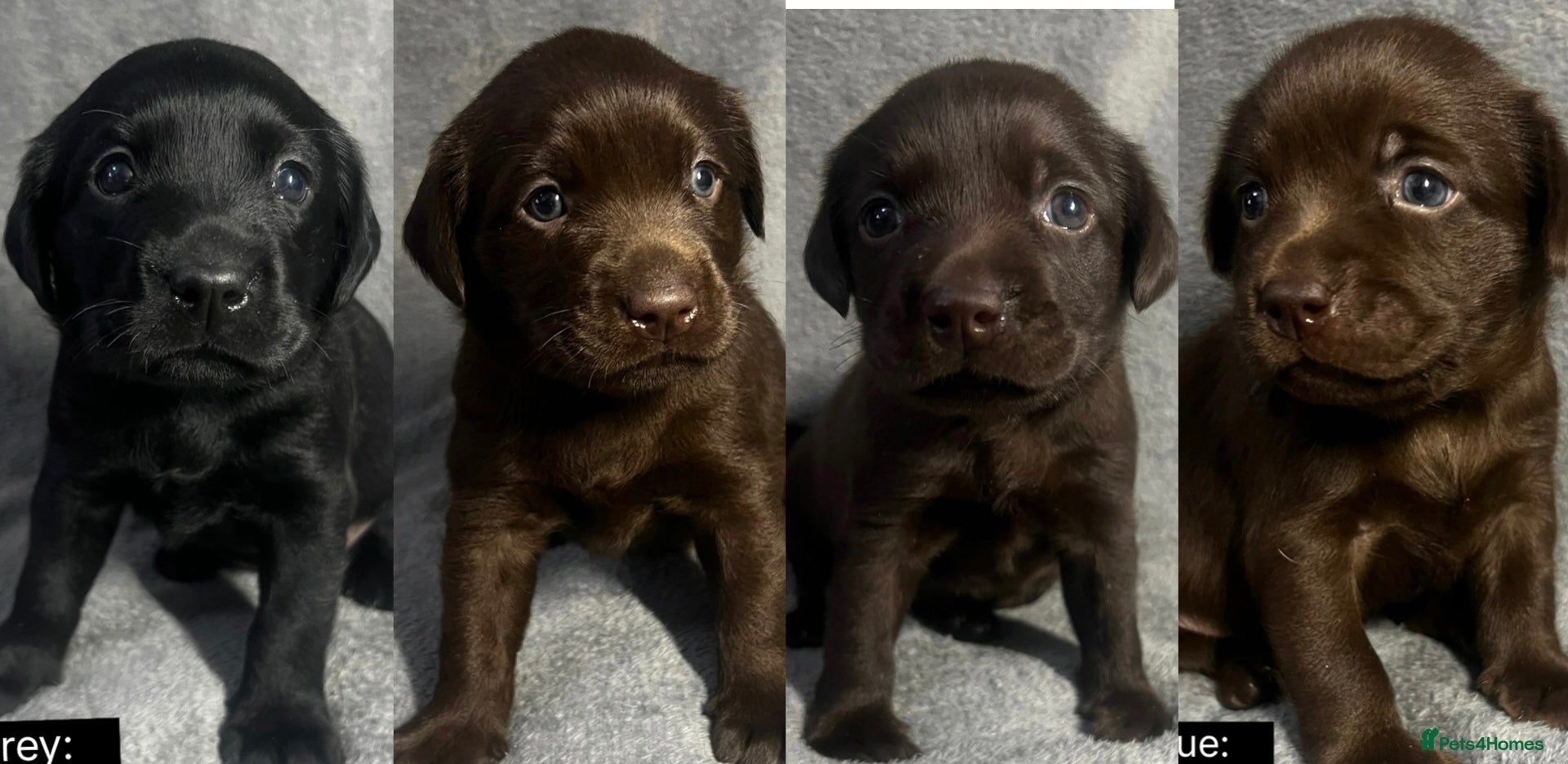 Labrador Retriever dogs 🖤🤎Superb, Kc Reg, Health Tested, Lab Pups🤎🖤 - Advert 3