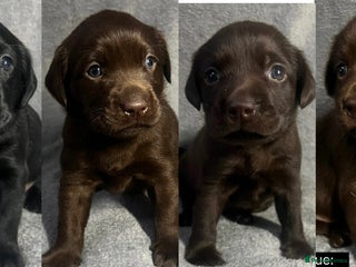 Labrador Retriever dogs 🖤🤎Superb, Kc Reg, Health Tested, Lab Pups🤎🖤 - Advert 3