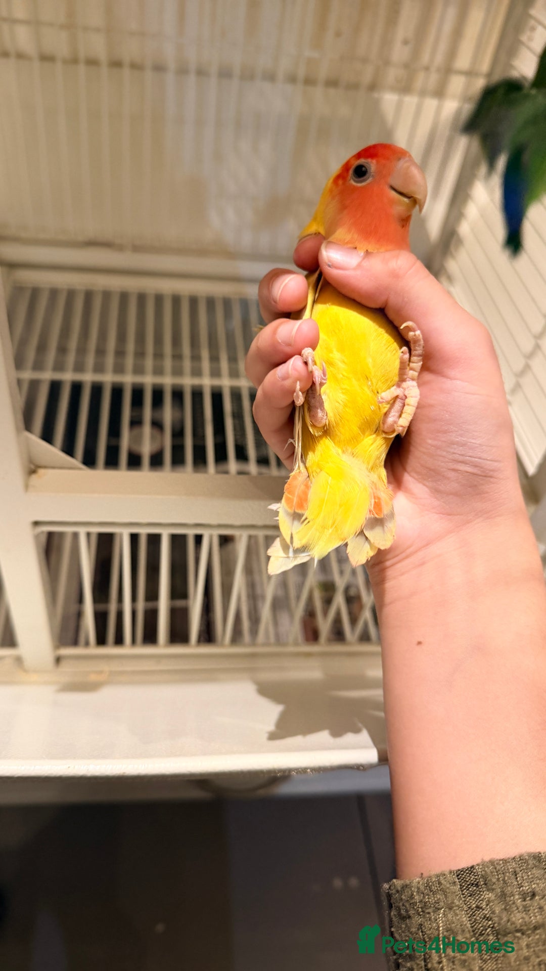 Lovebirds birds for sale: Love birds - Advert 3