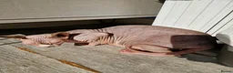 Sphynx cats for sale: Sphynx lady looking for good home FREE in Blackburn - Advert 2